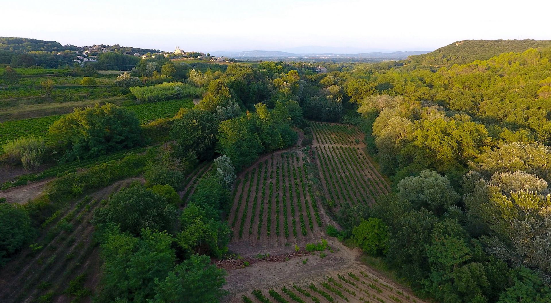 Photo n°4 du vignoble de Jape-loup
