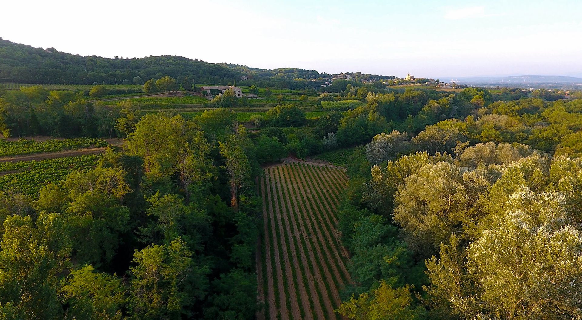 Photo n°1 du vignoble de Jape-loup